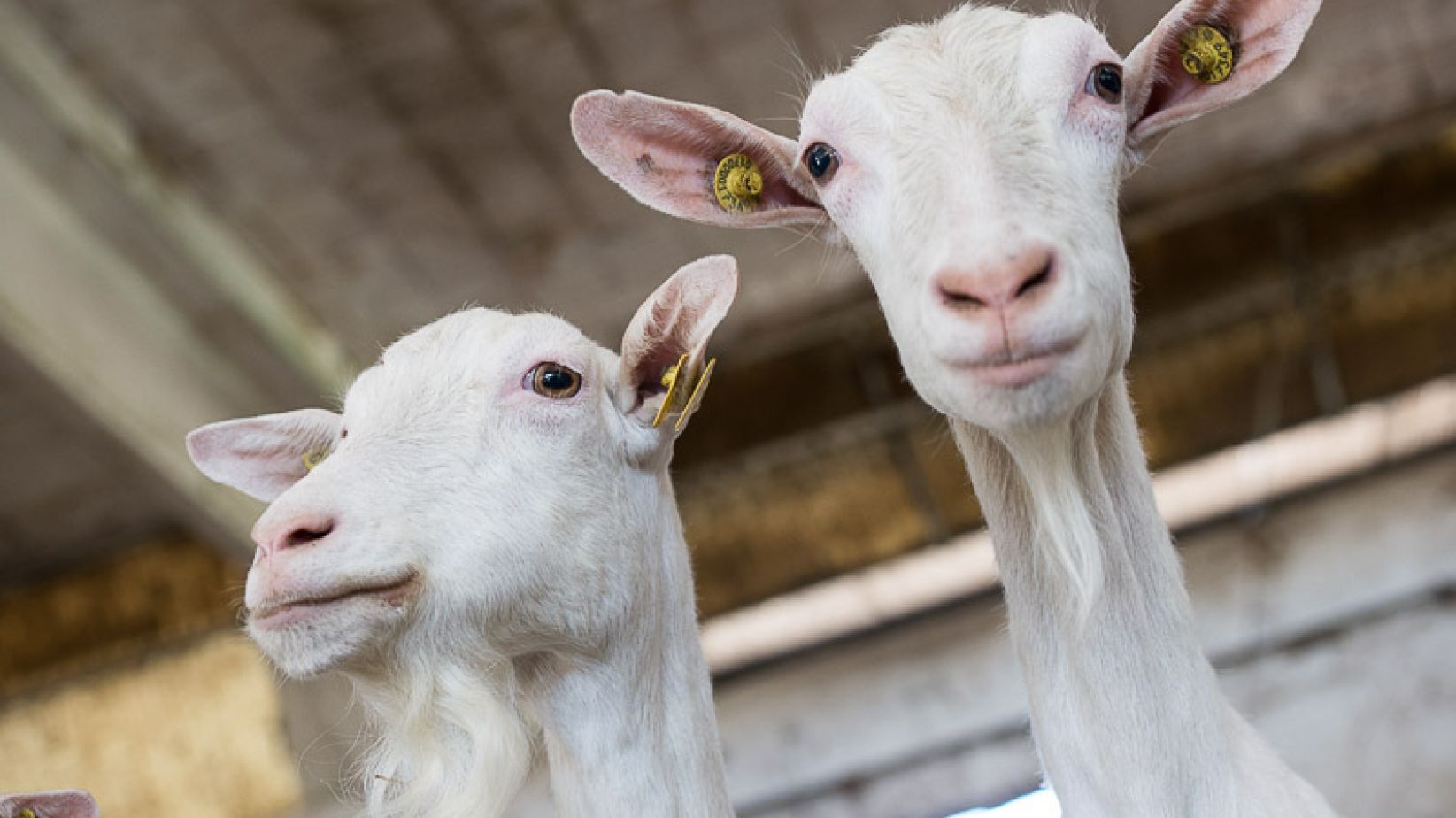  AZIENDA-AGRICOLA - La Galizia - Agriturismo di Charme a 5 girasoli - Cuggiono (Milano)